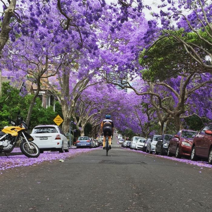 túnel de jacarandas en sidney