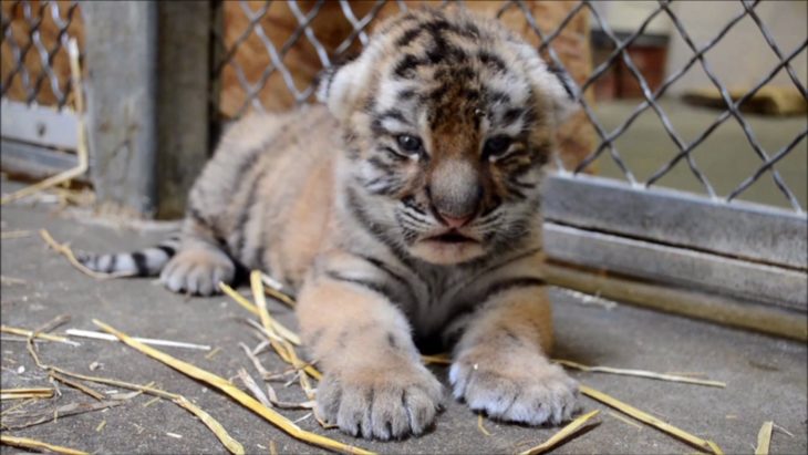 cachorro de tigre