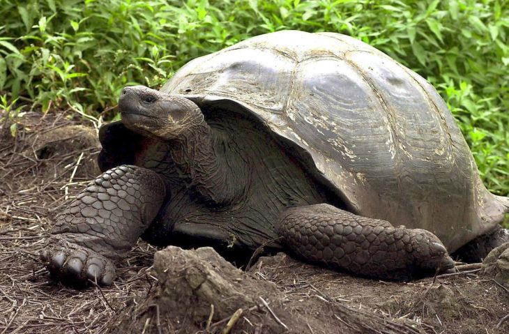 una tortuga caminando sobre la tierra