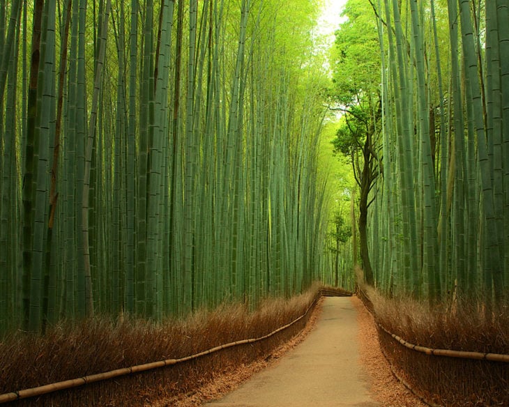 túnel de bambu en japón
