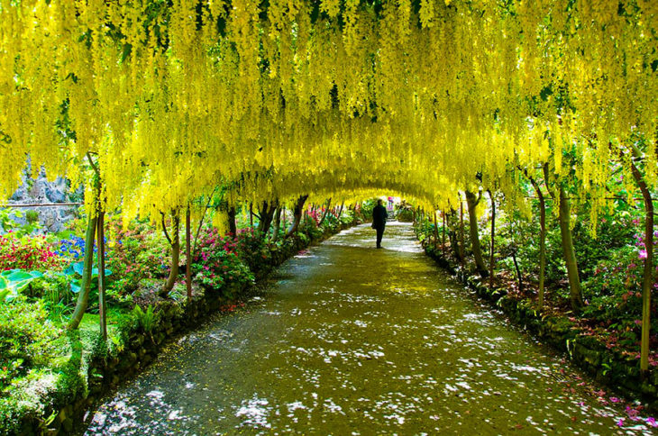 túnel de laburnos