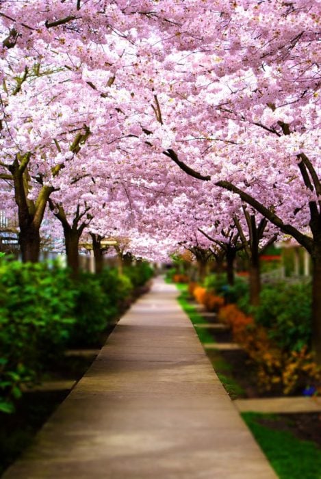 túnel de árboles en vancouver