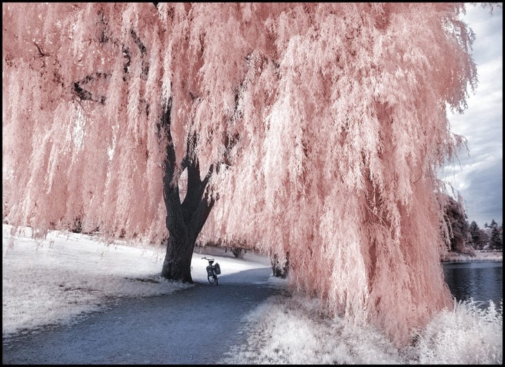 15 árboles hermosos que la naturaleza nos regaló