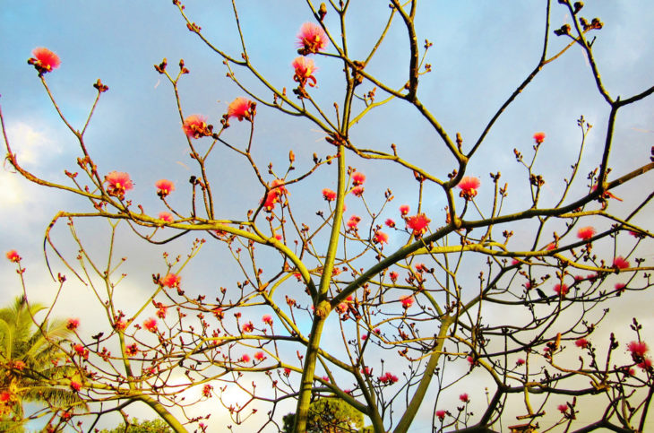 árbol coral