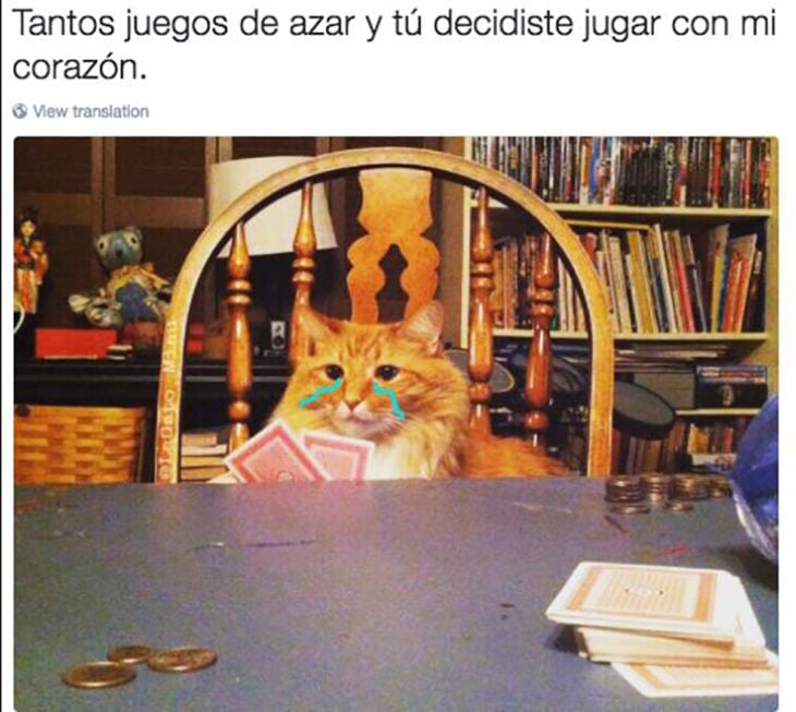 meme gato llorando en juegos de azar 