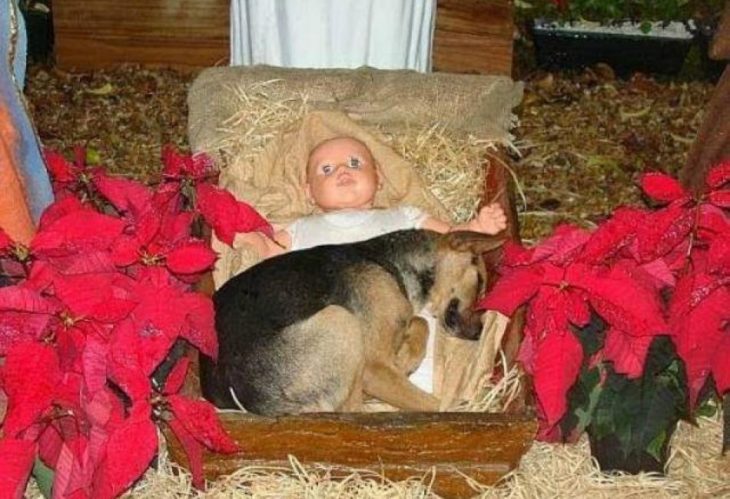 perrito en un pesebre