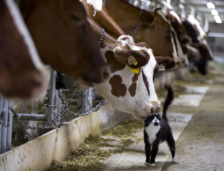 vacas besan a gatito