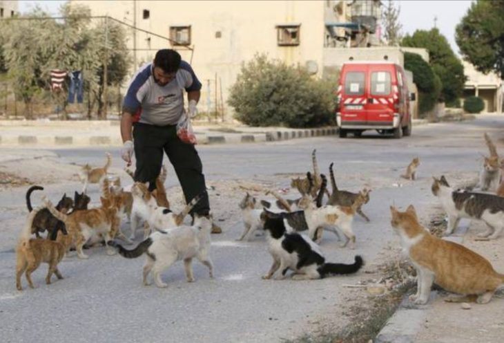 joven de aleppo que cuida gatos