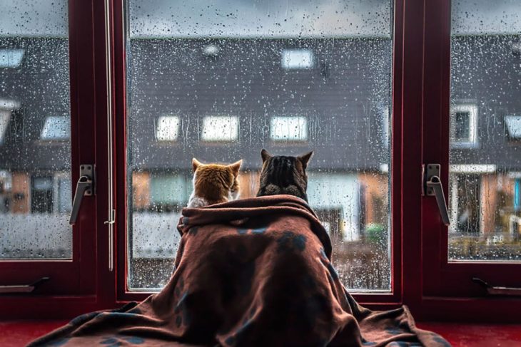 dos gatitos mirando una ventana