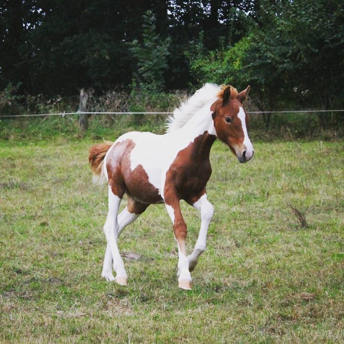 Caballo pinto café