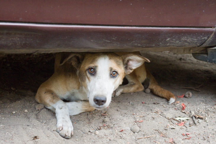 perro de la calle bajo un vehículo