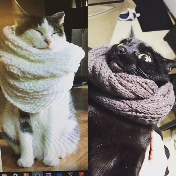 expectativa vs realidad tomar foto a gato con bufanda