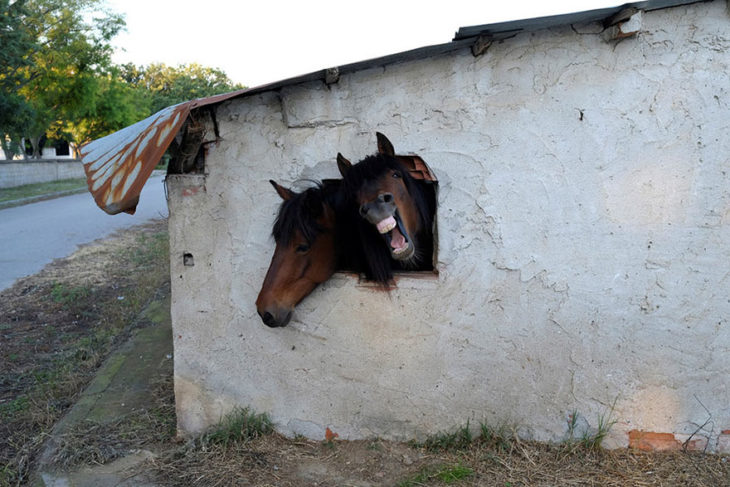 Caballos miran por la ventana de su establo