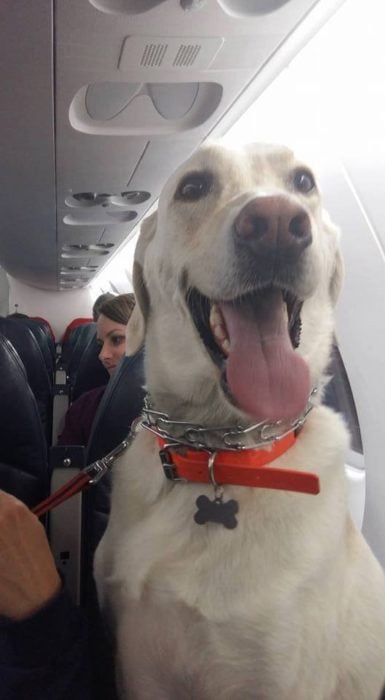 perro feliz en un avión