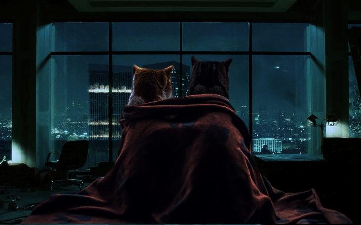 gatos mirando la ciudad de noche