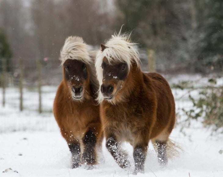 dos caballos islandeses