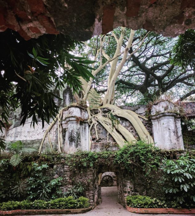 raíces de árbol envuelven a casa