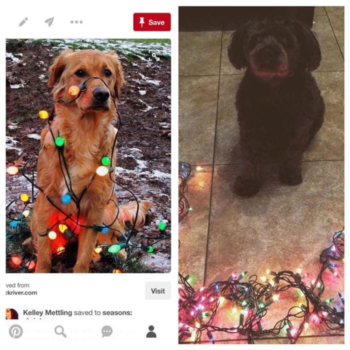 expectativa vs realidad tomar foto a perro con luces