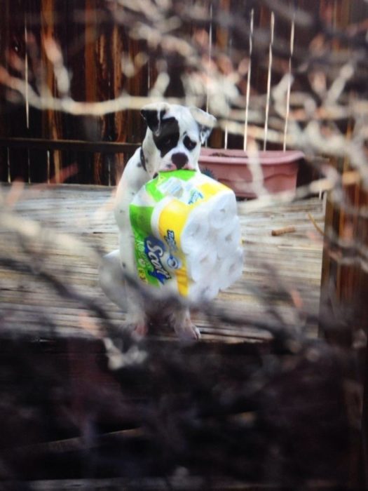 perro sostiene en su hocico paquete de papel higiénico