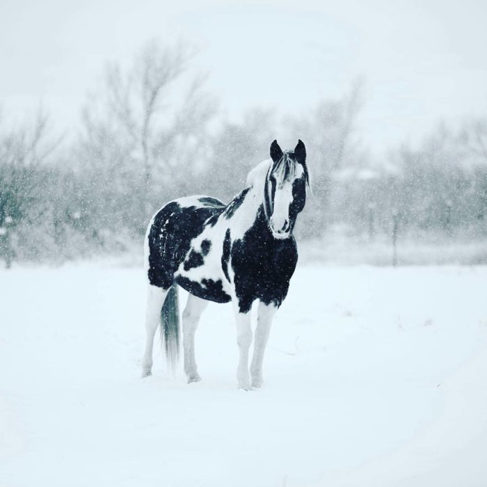 caballo pinto negro