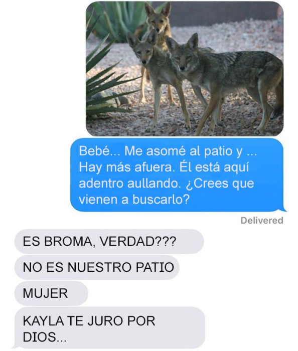 Mensaje de texto mujer bromea a su esposo - hay más coyotes afuera