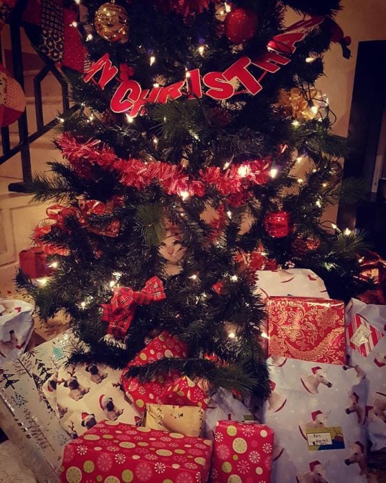 gato escondido en árbol de navidad