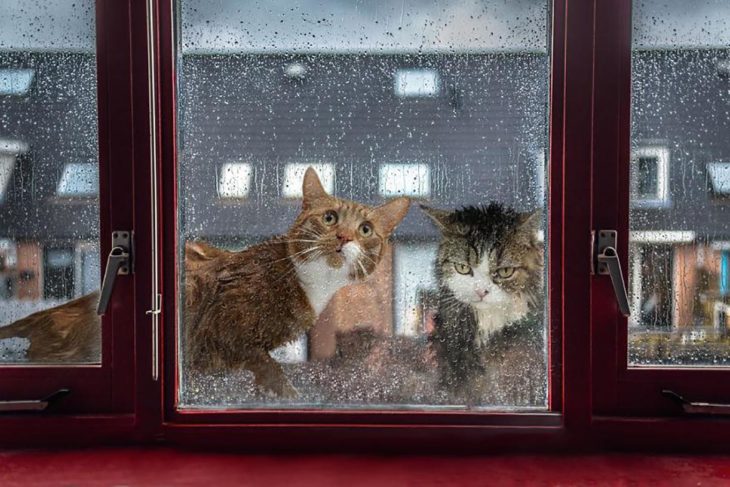 gatos mojados en día de lluvia mirando una ventana desde el exterior