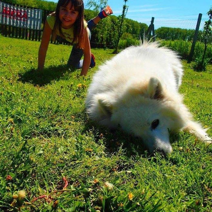 niña pequeña jugando con un perro blanco