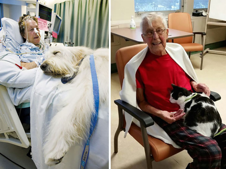 ancianos en hospital con sus mascotas