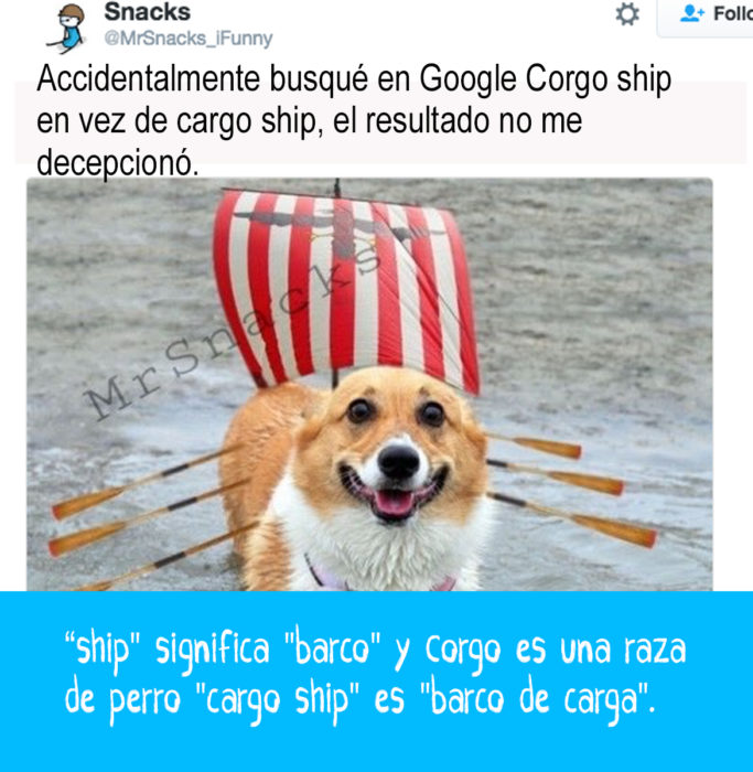 perrito en el mar con vela de barco