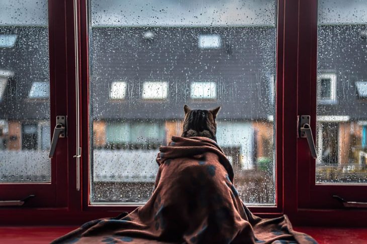 gato cobijado con una manta mira como llueve desde el interior, a través de una ventana