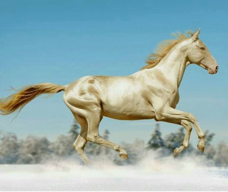 Akhal Teke