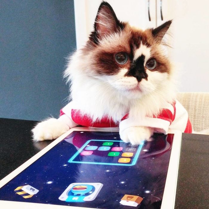 gato jugando con un ipad