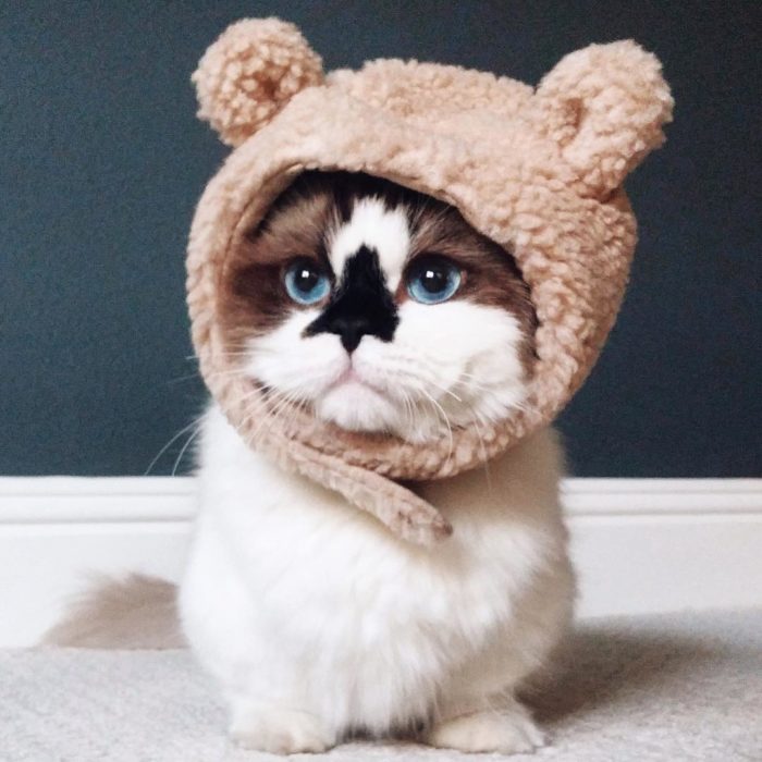 gatito tierno con gorrito 