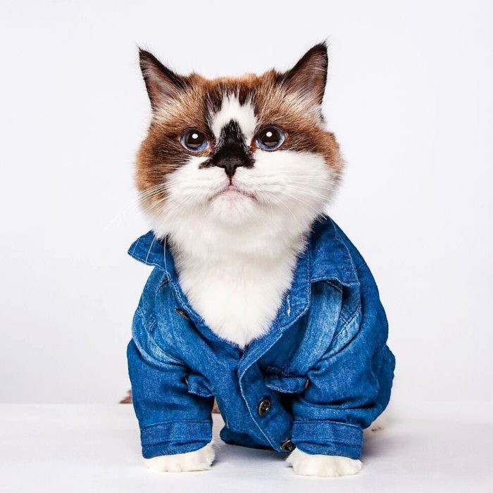 gato camisa azul de mezclilla