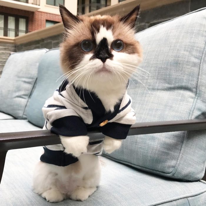 gato con una bata elegante