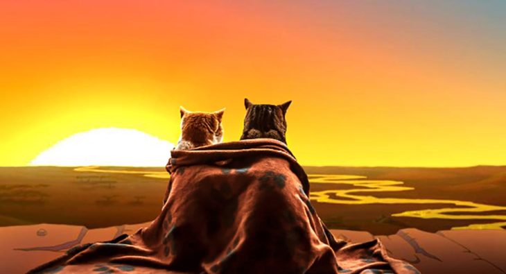 gatos mirando un amanecer