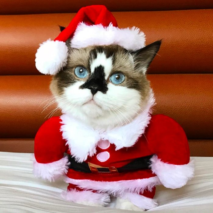 Gato vestido de santa claus