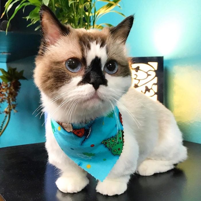 gato con paliacate azul en el cuello