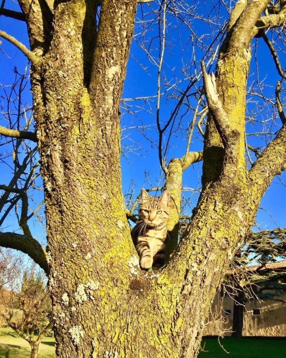 gato camuflado en un árbol 