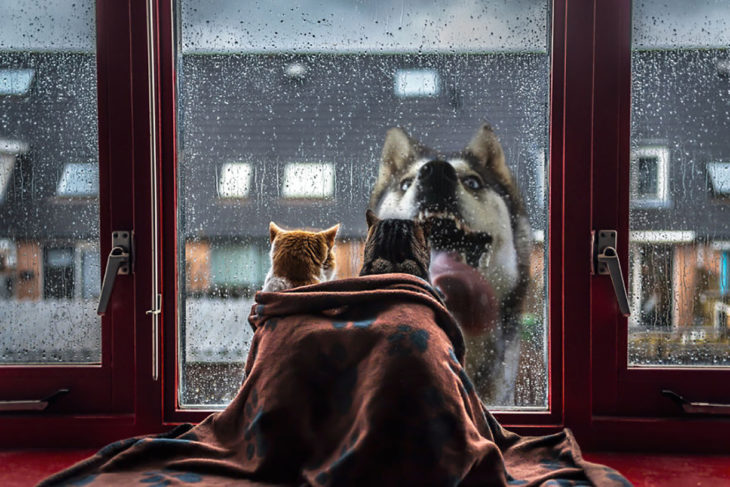 gatos en interior ven a través de una ventana a un perro en el exterior