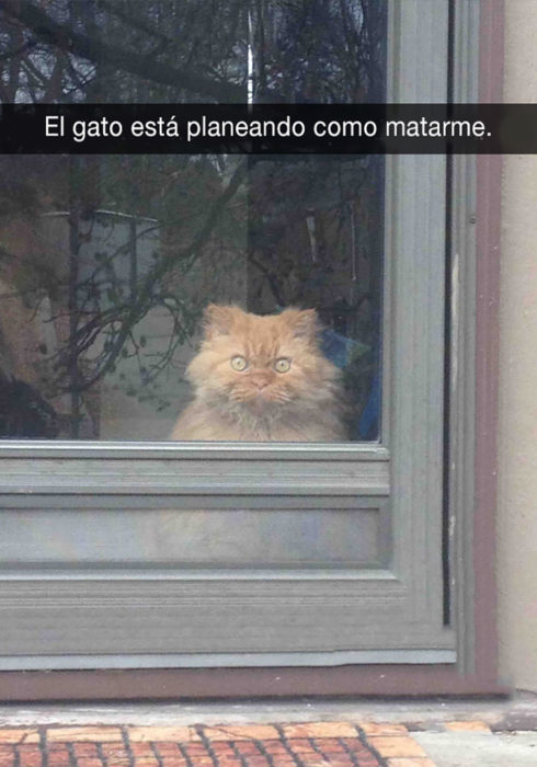 gato detrás de una puerta de vidrio