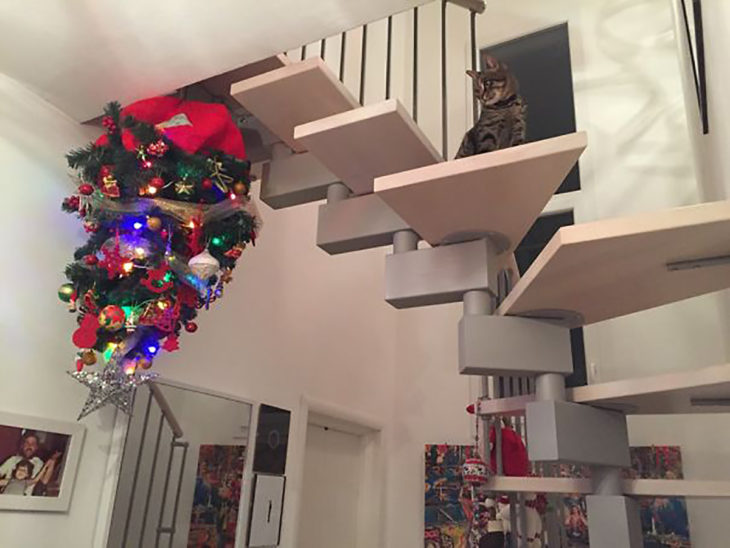 gato en escaleras mira a un árbol navideño puesto boca abajo en el techo