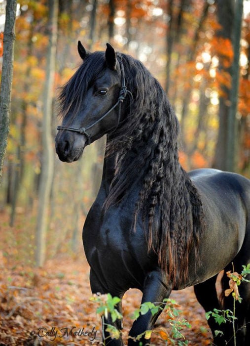 caballo frisón negro