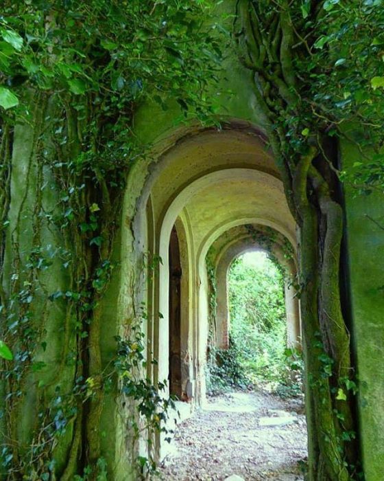 interior de una casa con árboles y ramas