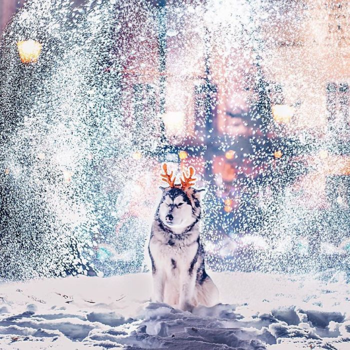 Husky guiñando un ojo en la nieve