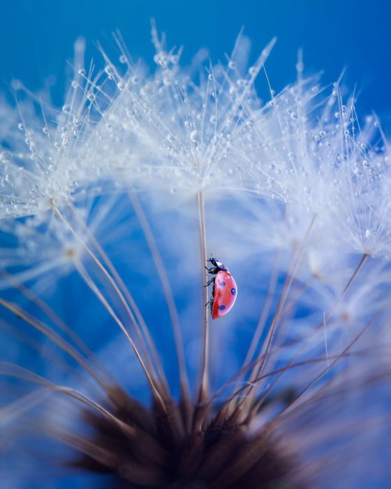 fotografía de mariquita en un diente de león