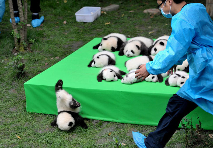 cachorro de panda cae de tarima