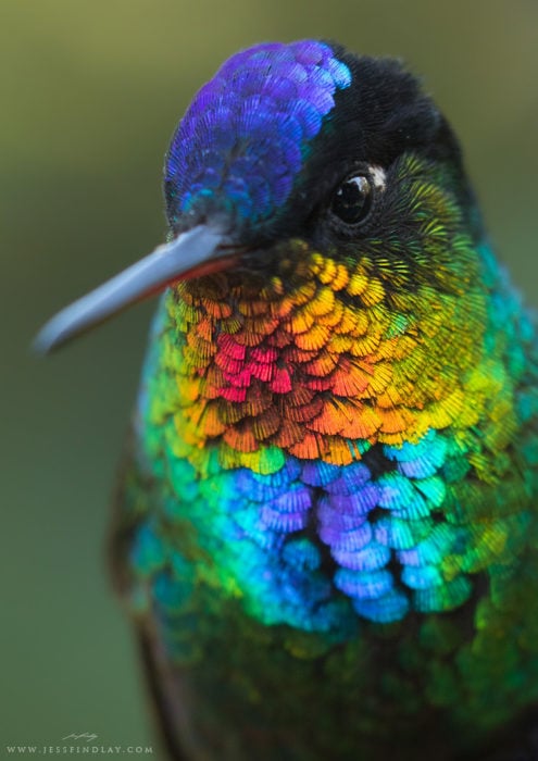 colibrí con colores verdes