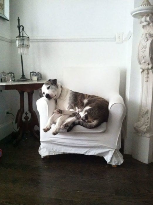 perro y gato de pelaje parecido 